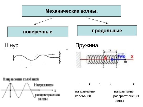 Поперечная волна (рисунок и примеры);