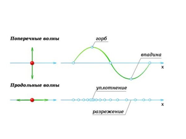 Поперечная ультразвуковая волна