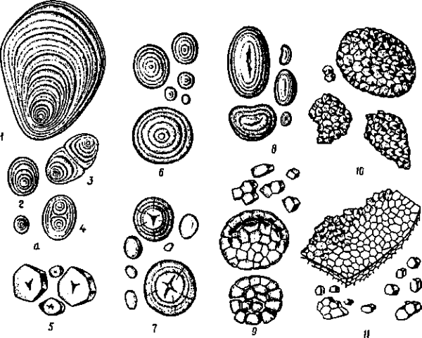 Клеточные включения строение