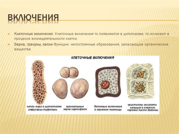 Клеточные включения