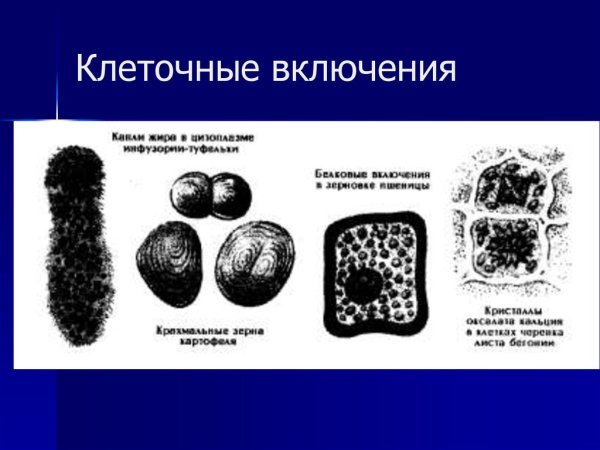 Клеточные включения рисунок