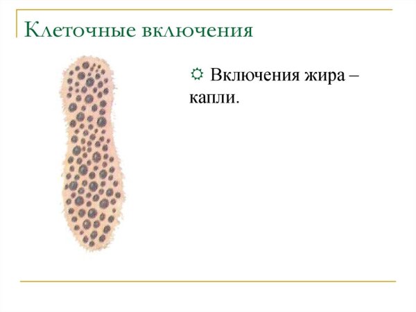 Строение включений клетки