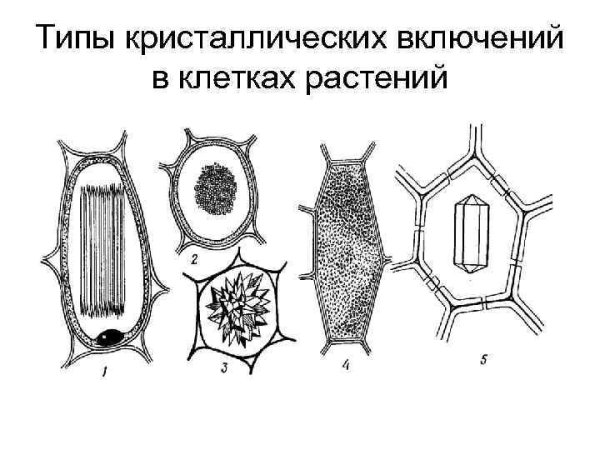 Включения животной клетки функции