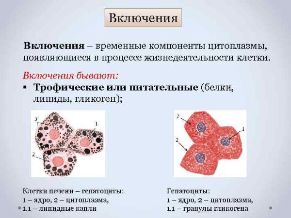 Клеточные включения строение и функции