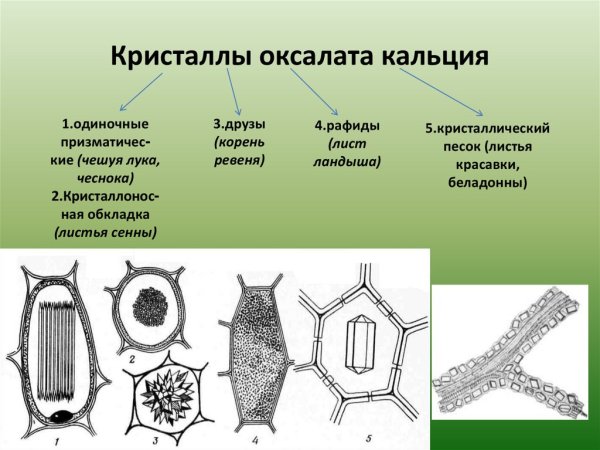 Органоиды движения клеточные включения строение