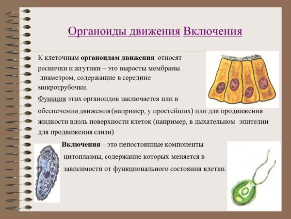 Клеточные включения строение и функции
