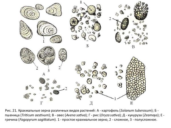 Включения гликогена в клетках печени аксолотля