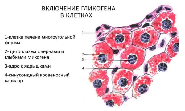 Включения жира в клетках печени