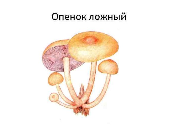 Ложные опята гриб рисунок