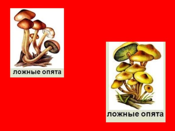 Нарисовать ложные опята