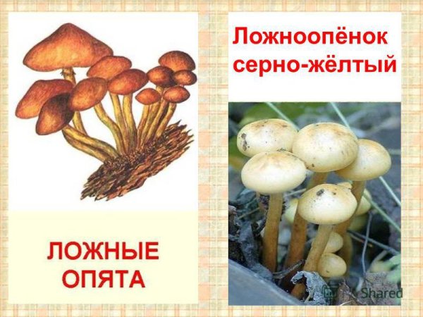 Ложные опята гриб для детей