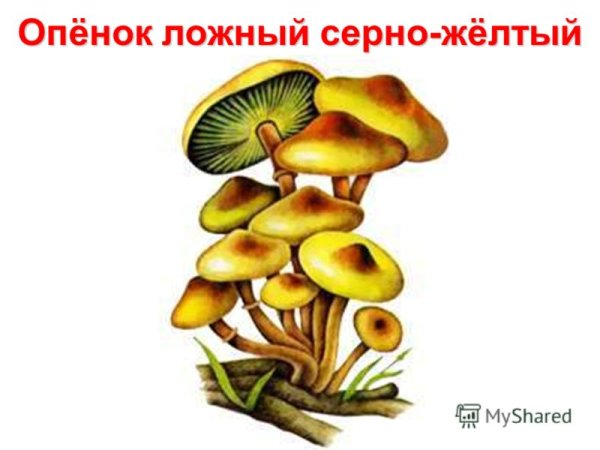 Ложные опята на белом фоне