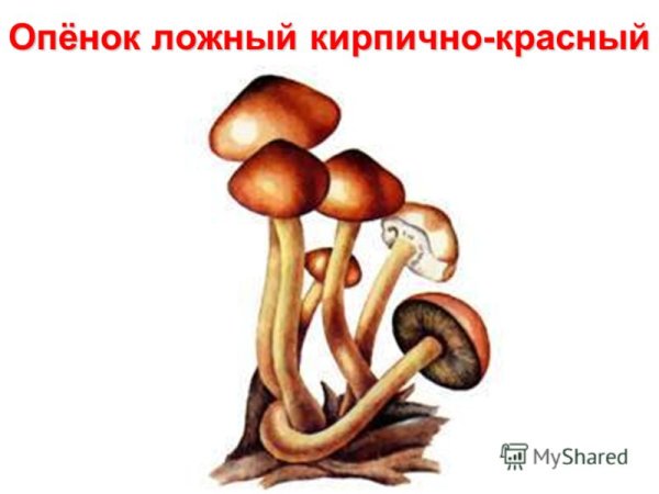 Ложные опята гриб рисунок