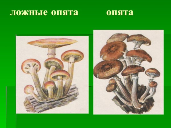 Ложный опенок карточка