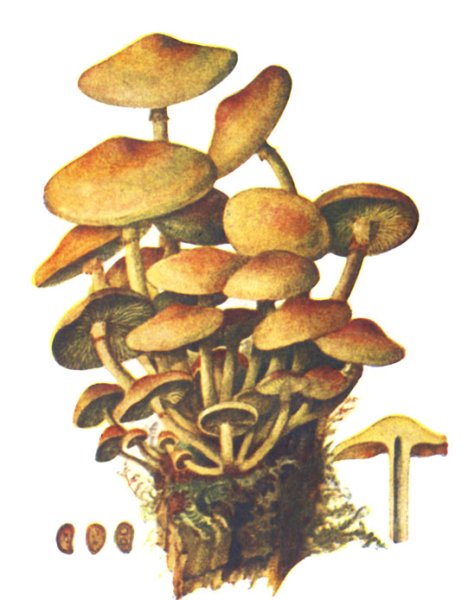 Ложные опята гриб рисунок