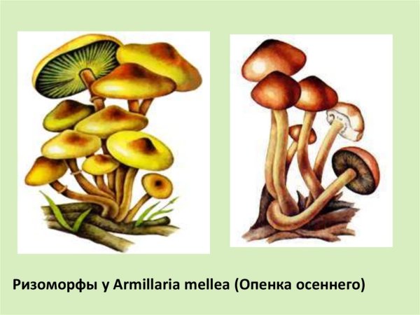 Ядовитые грибы рисунок ложные опята