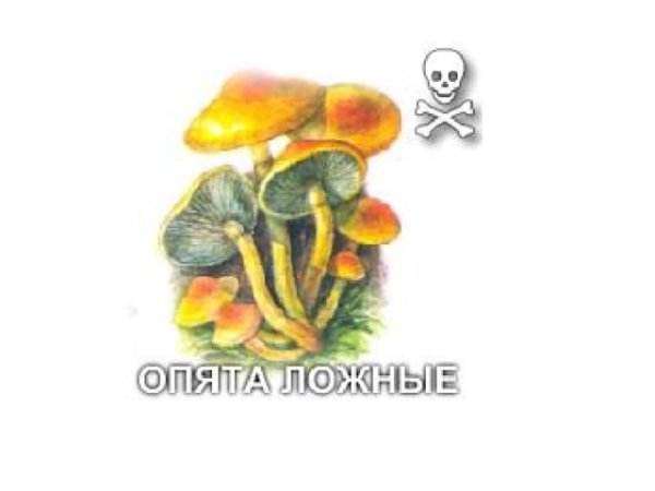 Доклад про опенок осенний