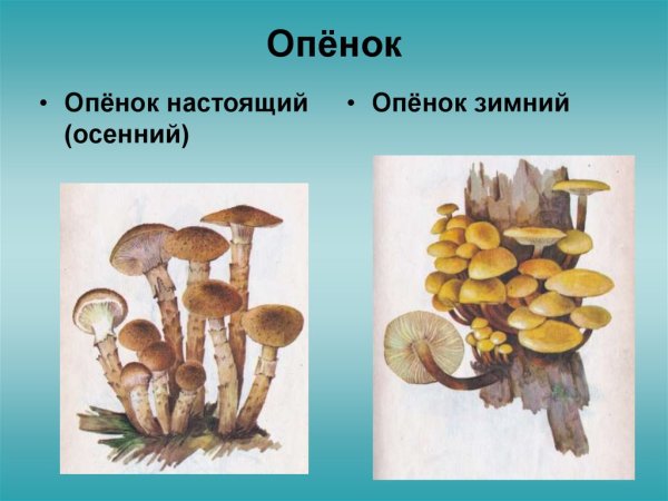 Опята на белом фоне