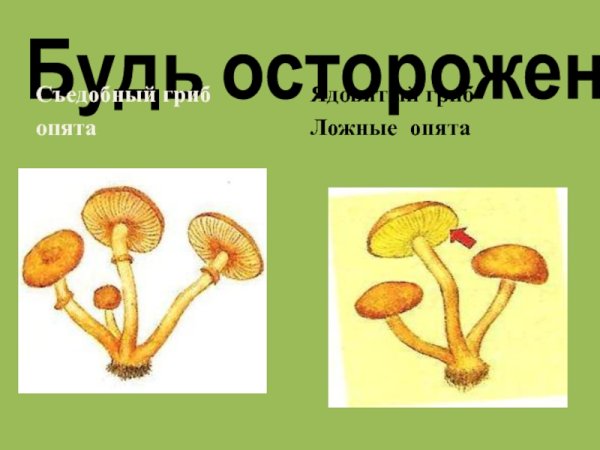 Ложные опята гриб рисунок