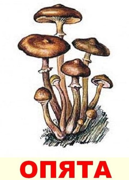 Раскраска гриб ложные опята