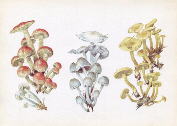 Ядовитые грибы рисунок ложные опята