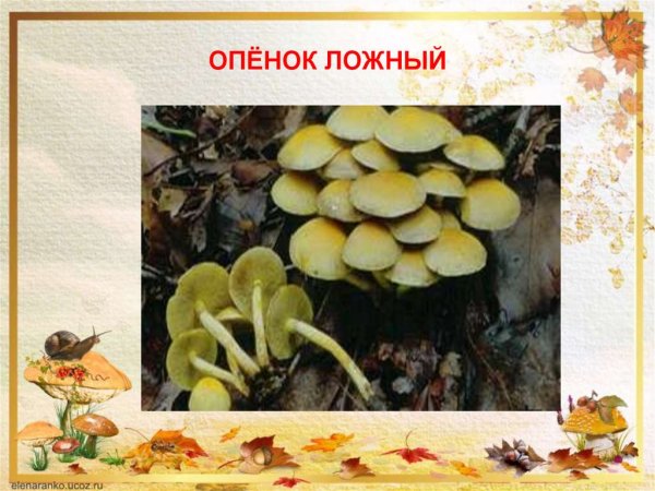 Гриб желчный гриб картинка для детей