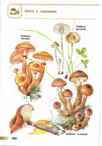 Грибы опята для детей