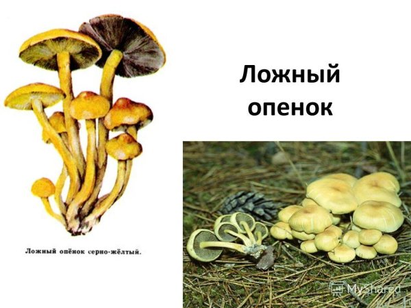 Ложные опята гриб рисунок