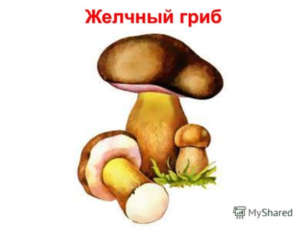 Ложные опята ложные опята