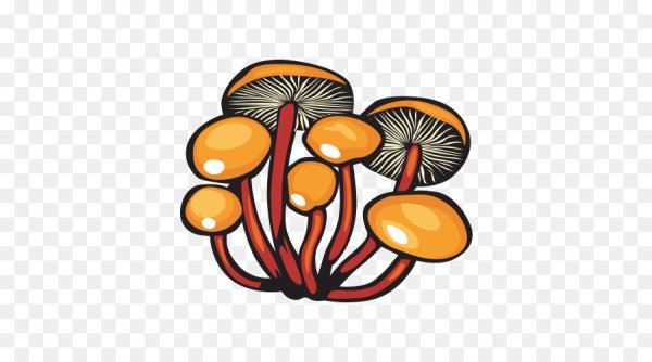 Ложные опята гриб рисунок