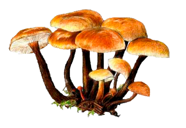 Flammulina velutipes иллюстрация