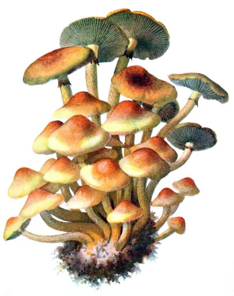 Гриб Ложноопенок чешуйчатка