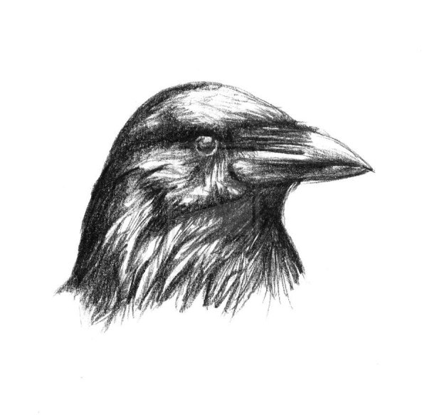 Голова ворона