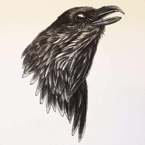 Голова ворона