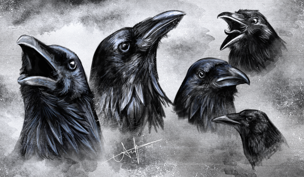Вороны в графике