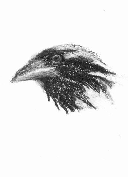 Ворон простым карандашом