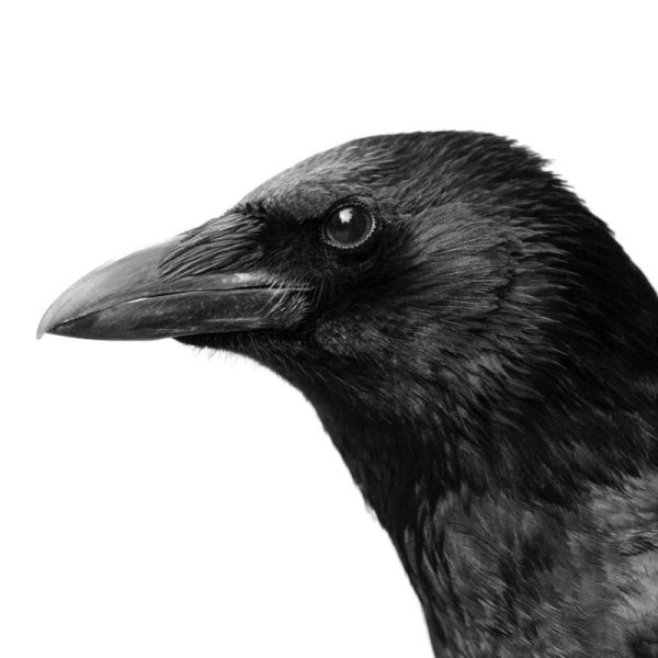Голова вороны