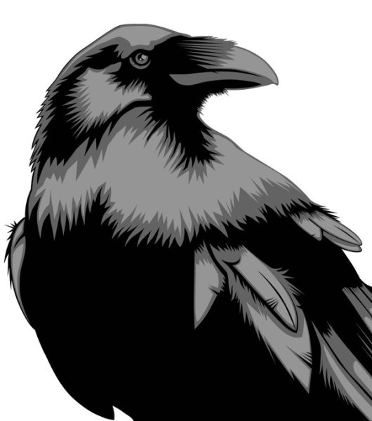 Стилизованное изображение ворона