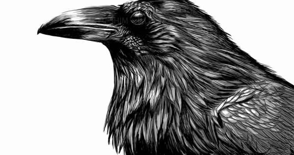Ворон в профиль