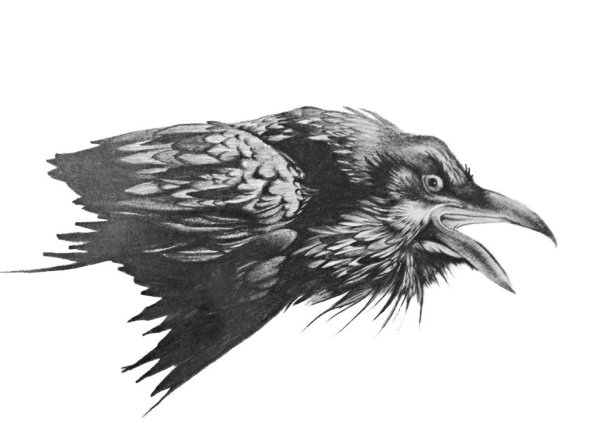 Голова ворона тату