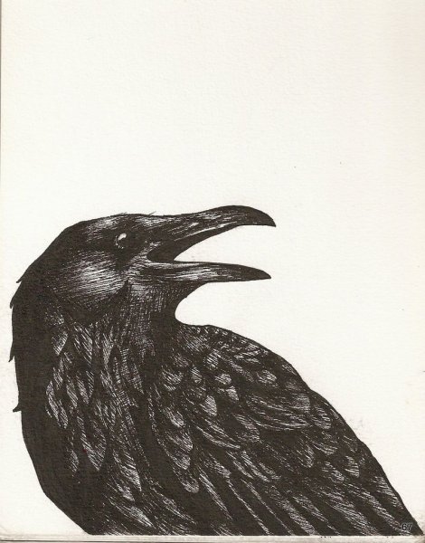 Голова ворона Графика