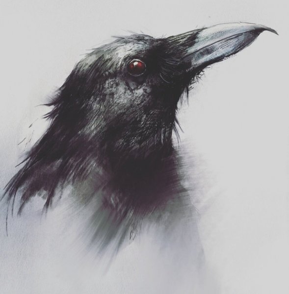 Ворон голова