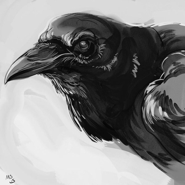 Голова ворона тату