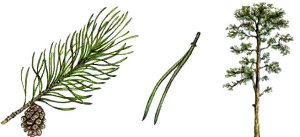 Хвоинки сосны обыкновенной рисунок