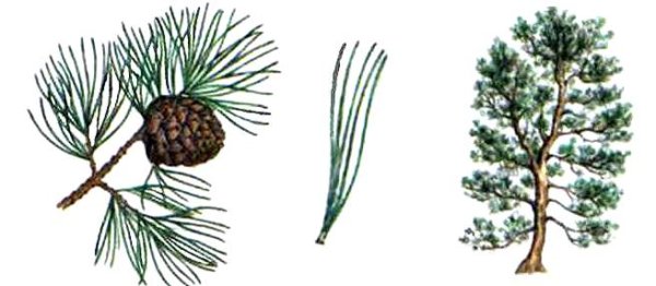 Сосна Кедровая хвоя рисунок
