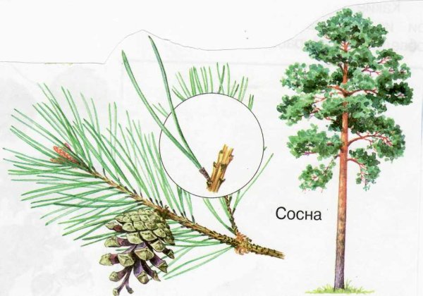 Хвоинки сосны обыкновенной