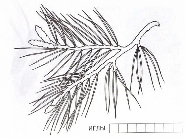 Ветка сосны раскраска для детей