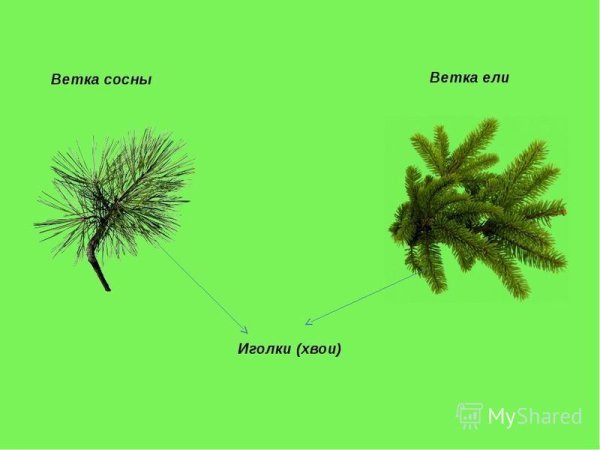 Иголки сосны вектор