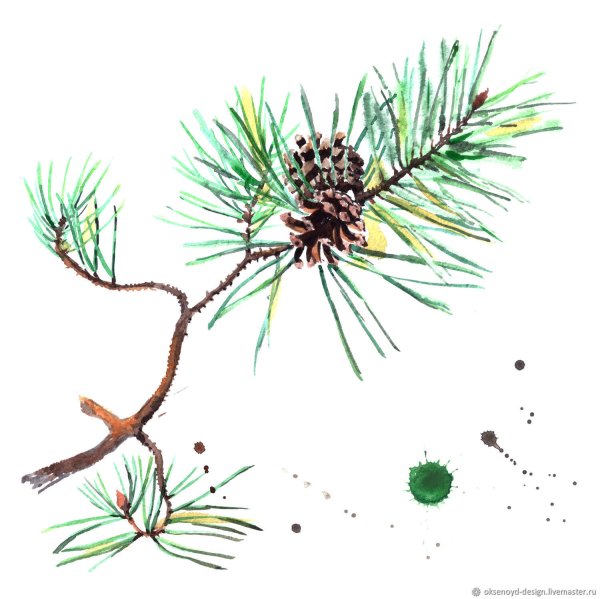 Хвоинки сосна и ель