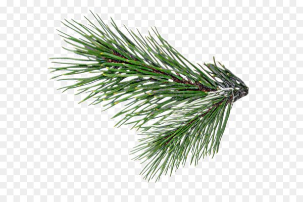 Хвоинки сосны